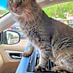 Thumbnail photo of Opera #1