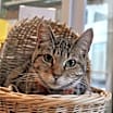 Thumbnail photo of Penny #1