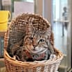 Thumbnail photo of Penny #2