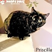Thumbnail photo of Priscilla #1