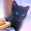 Thumbnail photo of Fozzie #1