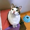 Thumbnail photo of Vinny #1