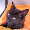 Thumbnail photo of Gizmo #2