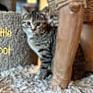 Thumbnail photo of Little Foot #3