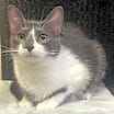 Thumbnail photo of Smudge - CN #1
