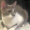 Thumbnail photo of Smudge - CN #2
