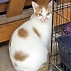 Thumbnail photo of Hansel #1