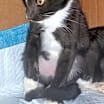 Thumbnail photo of Samwise #4