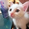 Thumbnail photo of Jay Jay #1