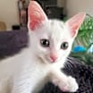 Thumbnail photo of Jay Jay #2