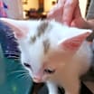 Thumbnail photo of Jay Jay #4