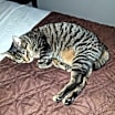 Thumbnail photo of Tamanga #4