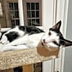 Thumbnail photo of Smidgen #1