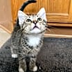 Thumbnail photo of Mutt the Cat #1