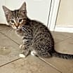Thumbnail photo of Mutt the Cat #2