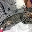 Thumbnail photo of Mutt the Cat #3