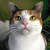 Thumbnail photo of Miss Lizzy #1