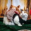 Thumbnail photo of Miss Lizzy #4