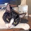 Thumbnail photo of Poppy Cat #1