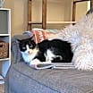 Thumbnail photo of Poppy Cat #2