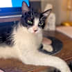 Thumbnail photo of Poppy Cat #3