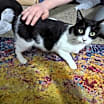 Thumbnail photo of Poppy Cat #4