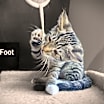 Thumbnail photo of Greyfoot #2