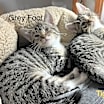 Thumbnail photo of Greyfoot #3