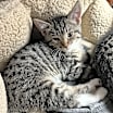 Thumbnail photo of Greyfoot #4