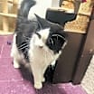 Thumbnail photo of Humphrey #2