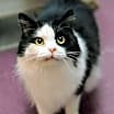 Thumbnail photo of Humphrey #3