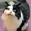 Thumbnail photo of Humphrey #4