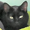 Thumbnail photo of Onyx #1