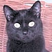 Thumbnail photo of Onyx #3