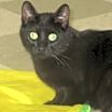 Thumbnail photo of Onyx #4