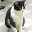 Thumbnail photo of Sibo #4