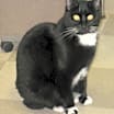 Thumbnail photo of Shadow #1