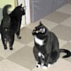 Thumbnail photo of Shadow #2