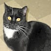 Thumbnail photo of Shadow #3