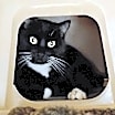 Thumbnail photo of Shadow #4