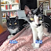 Thumbnail photo of Suki #3