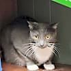 Thumbnail photo of Socks #1