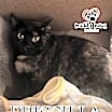 Thumbnail photo of Priscilla #2