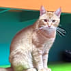 Thumbnail photo of Sherman #1
