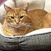 Thumbnail photo of Sherman #2