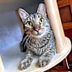 Thumbnail photo of Rocco #1