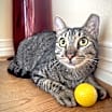 Thumbnail photo of Rocco #2