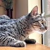 Thumbnail photo of Rocco #3