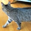 Thumbnail photo of Vera #3
