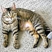 Thumbnail photo of Lulu #1